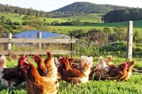 Australian eggs thumbnail